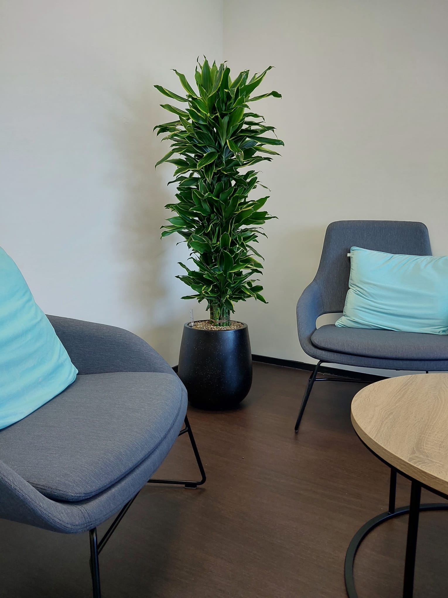 baq ptmd planten planten kantoor binnenplant binnenpot interieur pot plantenbakken plantenbakken kantooor bedrijfsplanten kantoor planten bedrijfspand planten korrels watermeter potten plantenbak kantoor