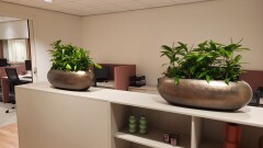 binnenplanten kantoorplanten planten interieur beplanting kantoorplant binnenplanten kantoorplanten planten interieur beplanting kantoorplant