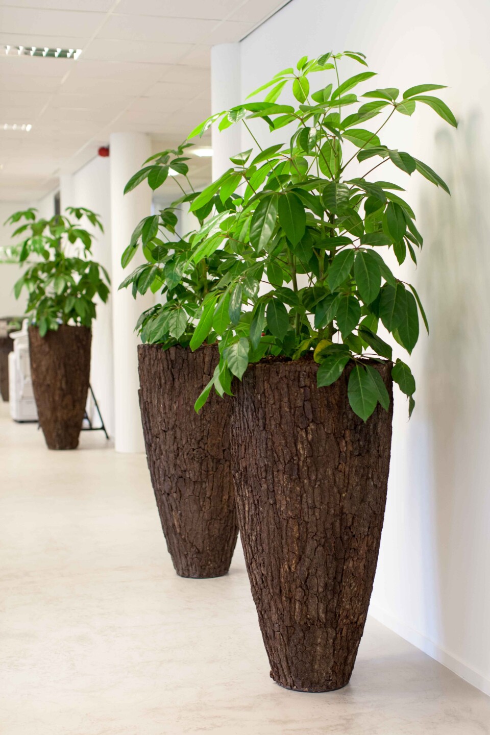 woning zoeken te koop interieurplanten planten binnenplanten